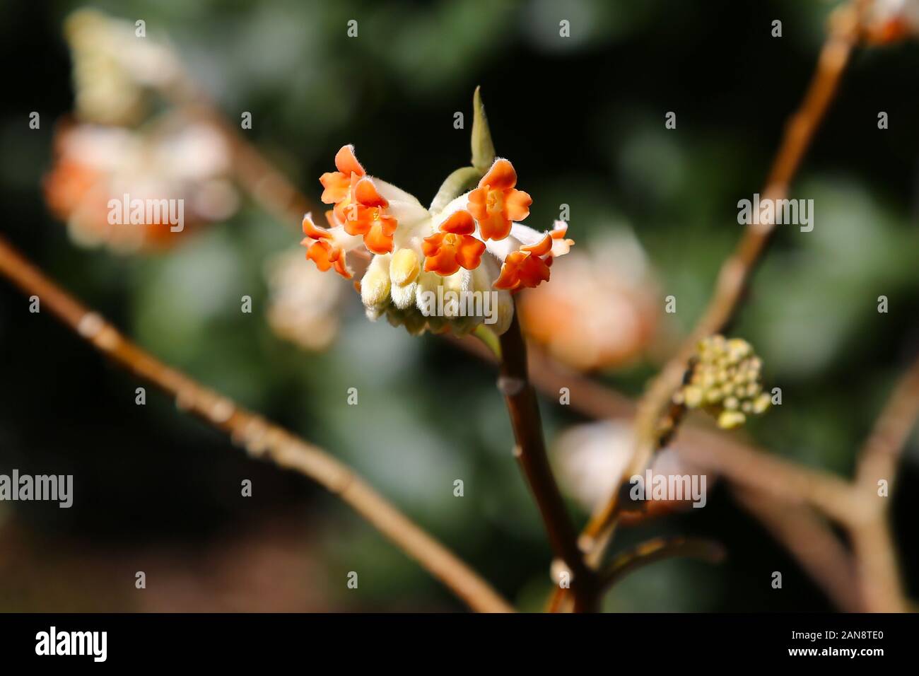 Edgeworthia chrysantha 'Red Dragon', les jardins Bodnant, Tal-y-Cafn, Conwy, Pays de Galles, Royaume-Uni Banque D'Images