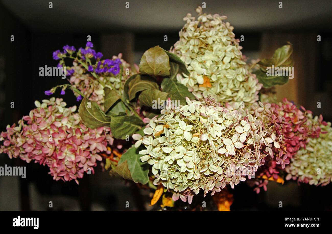 Bouquet d'hortensias à sec dans un vase Banque D'Images