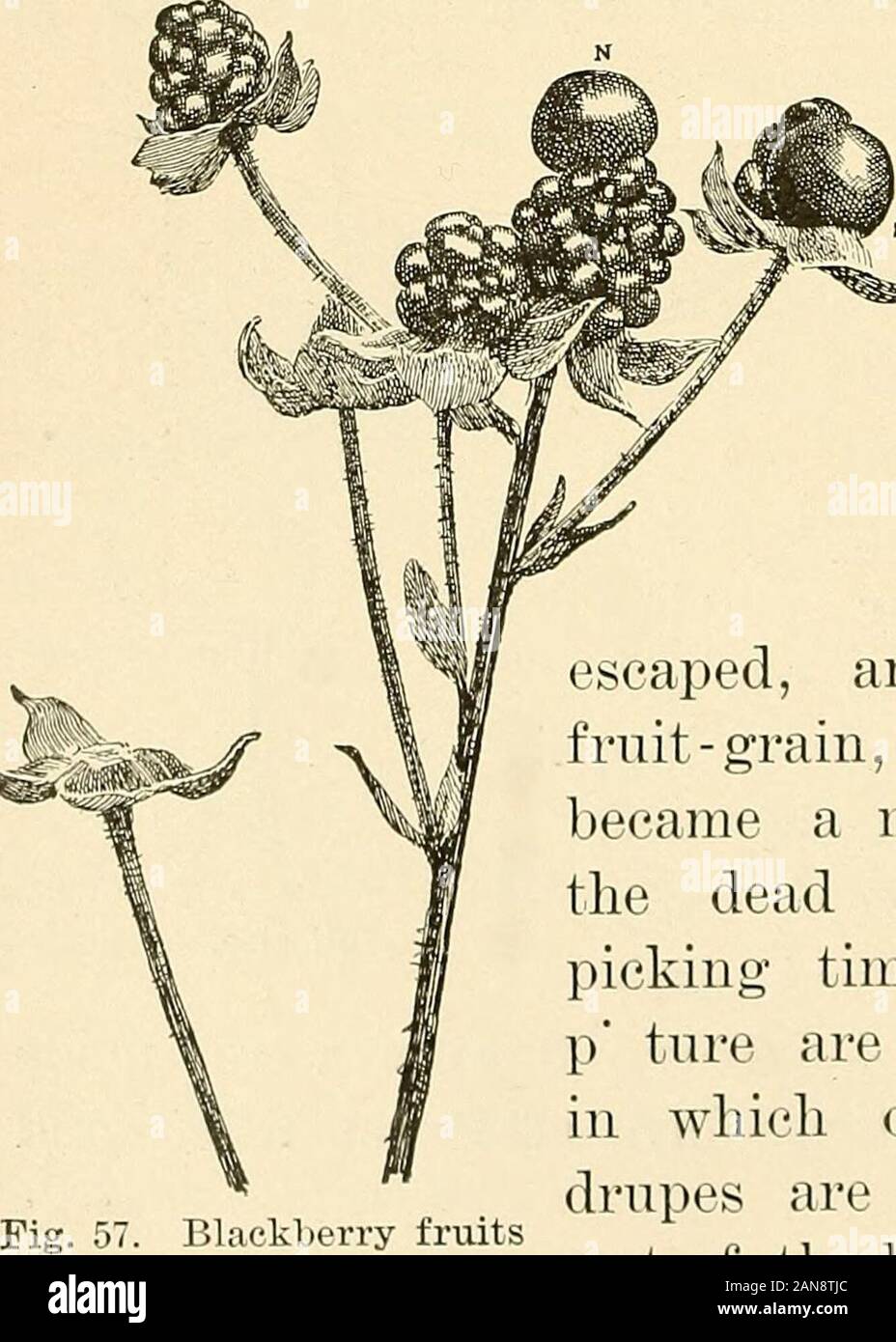 Les principes de l'arboriculture fruitière . Le froid a tué ces organes, de sorte que le centre de l'alésage de fleurs qu'une petite colonne noire de pistils morts (voir Fig. 56). Maintenant et puis, une ou plusieurs de ces pistils dans la tête s'est échappé, et transformés en un grain de fruits, de sorte que le berry est devenu un nubbin. Fig. 57 montre les morts ajid fruits avortés au temps de préparation. En haut de la p ture sont quelques fruits (N, N), dans lequel un ou deux grains ou les drupes sont plein augmenté, tandis que les fruits Blackberry , ". ., P-itj. i i étant ruinées par le gel. Test du berry s'est évanoui à développer.. Injnry le gel de fleurs. 325 Banque D'Images