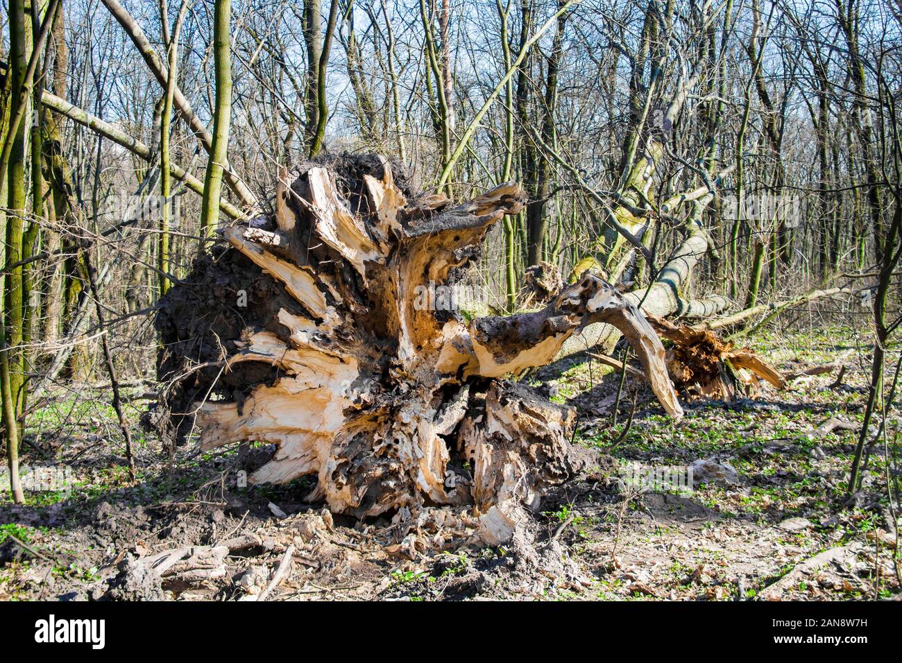 Fallen Oak tree forest au printemps avec des racines dans l'avant-plan Banque D'Images