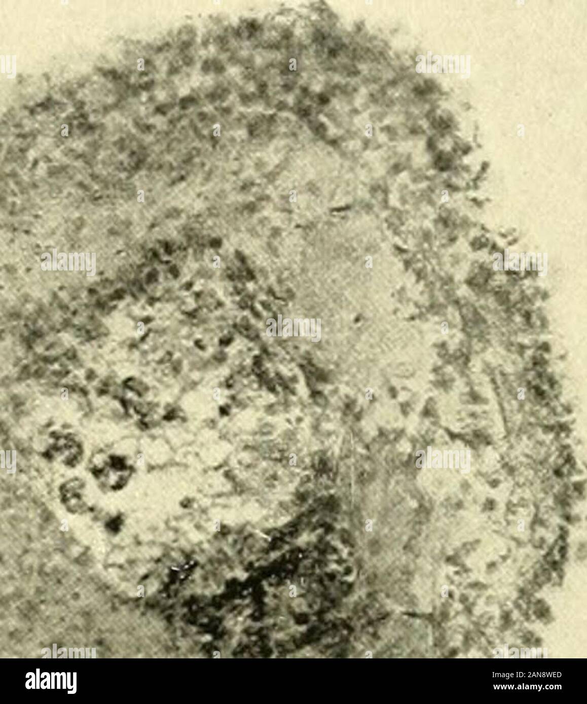 Le Journal of Experimental Zoology . Fig. 10 Un appareil photo d'un dessin d'une section frontale dont la photomicrographie isgiven dans la figure 11, montrant la position du système nerveux. 10 6. Ensemble de animalreconstructed à partir de sections en série et par rapport à l'encombrement de la pièce tout en vivant.Nouveau tissu à gauche de ligne brisée. L'une des caractéristiques frappantes de ces piecesis triangulaire l'état du système nerveux. Sections d'sixsuch frontale pièces, après la régénération de l'un ou les deux yeux, a montré que deux nouveaux cordons nerveux sont jointes aux extrémités (andposterior antérieure) du reste de l'ancien cordon nerveux (f Banque D'Images