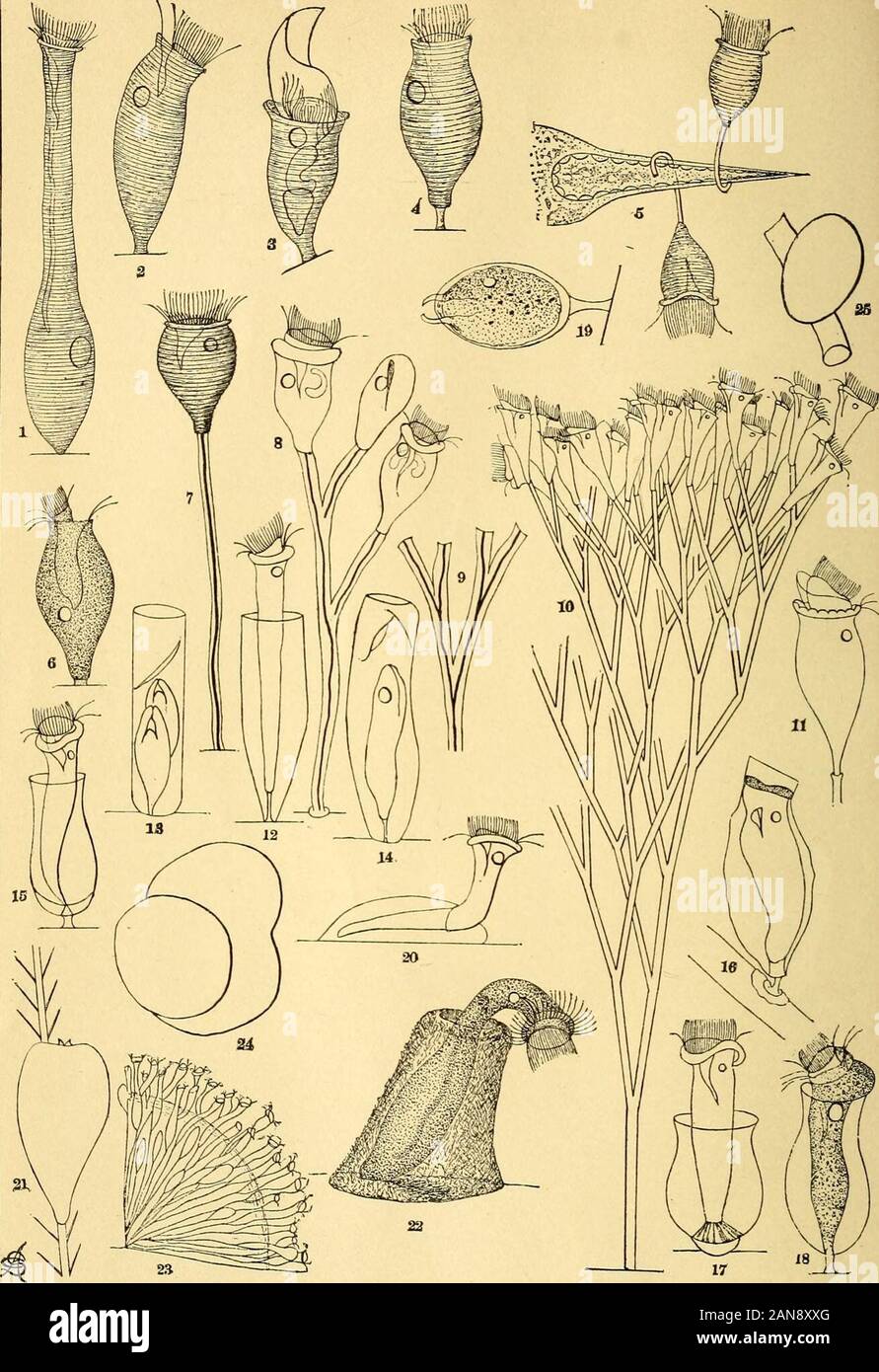 Le mensuel américain journal microscopique . es annoncées par un J. Doherty dans les journaux de janvier à avril 1887, peut être sentthrough le responsable d'entreprise, P O Box 630, Washington, D. C., quelques copies de Leidys Rhizopods d'eau douce, de l'Amérique du Nord, peuvent encore être avait à $500 l'exemplaire.-C. P. Bo.x 630, Washington, D. C. Les envois doivent être faits par bons postaux, mandats, ou par l'argent envoyé dans des lettres recommandées. Draftsshould être payable à Washington, New York, Boston, Philadelphie, ou à l'ordre de la Manager. Le premier volume, 1880, est tout à fait hors de l'impression. Les vol Banque D'Images