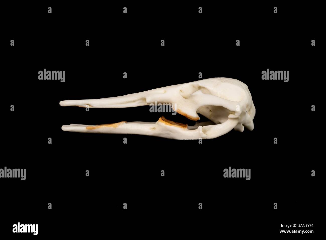 crâne d'un platypus de canard à bec - ornithorhynchus anatius vu du côté droit sur fond noir Banque D'Images