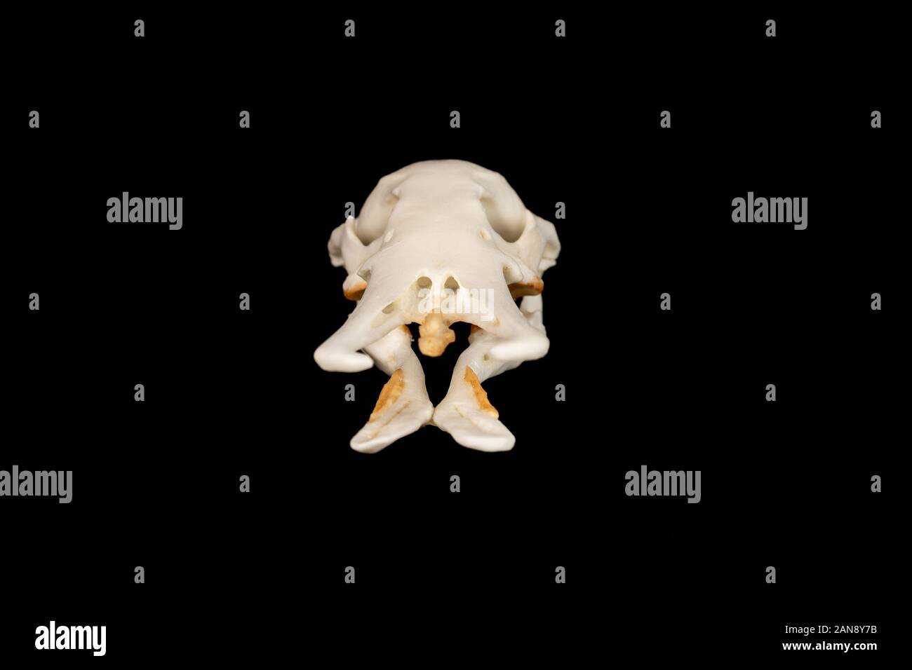 crâne d'un platypus de canard à bec - ornithorhynchus anatius vu de l'avant sur fond noir Banque D'Images