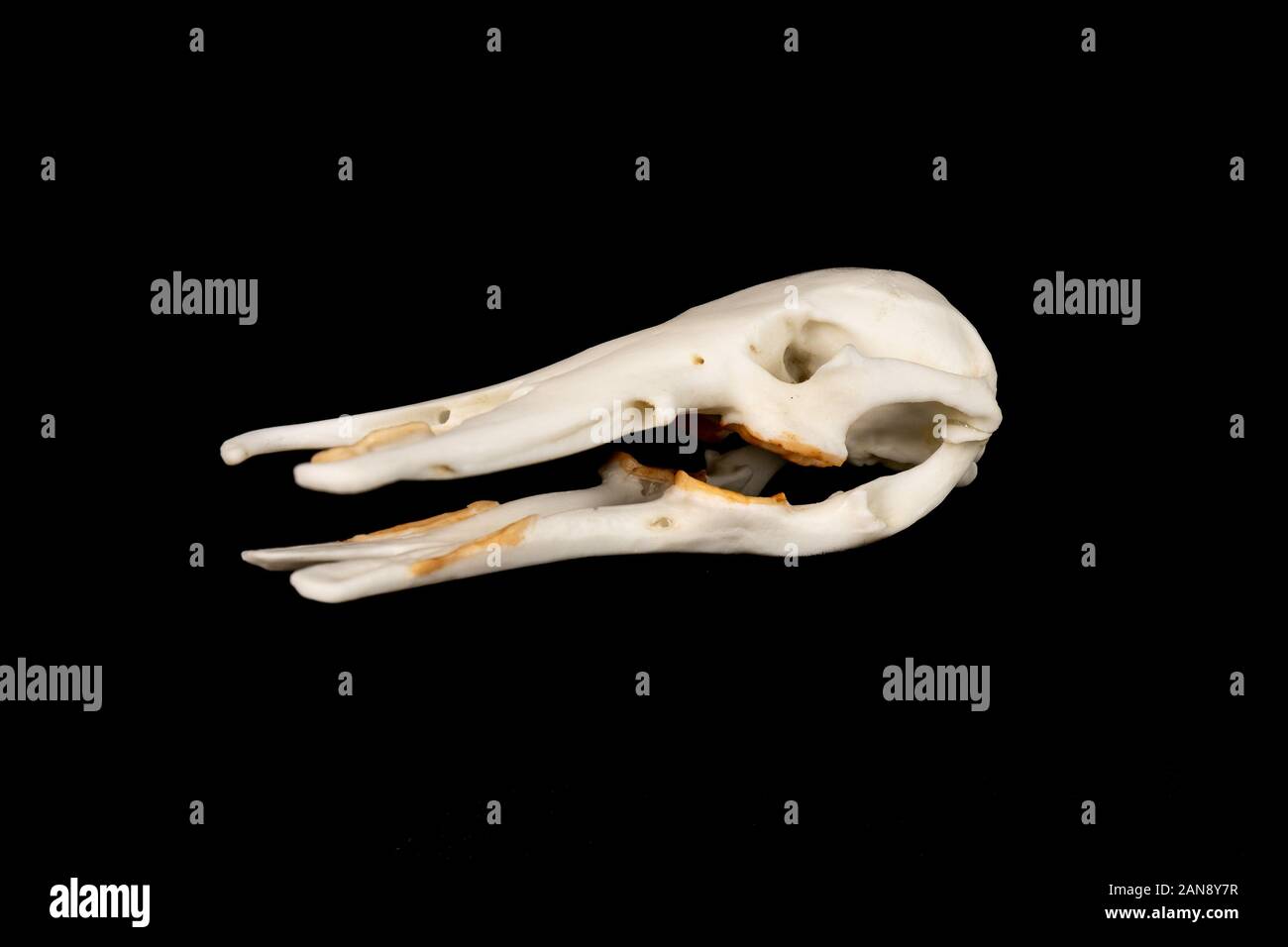 crâne d'un platypus de canard à bec - ornithorhynchus anatius vu du côté droit sur fond noir Banque D'Images