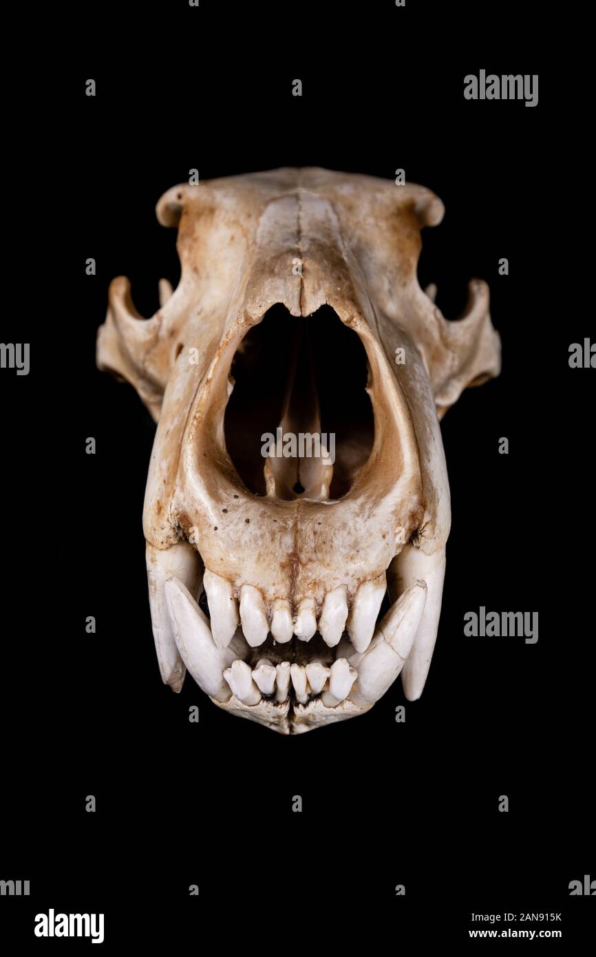 Anatomie de l'ours polaire Banque de photographies et d'images à haute  résolution - Alamy
