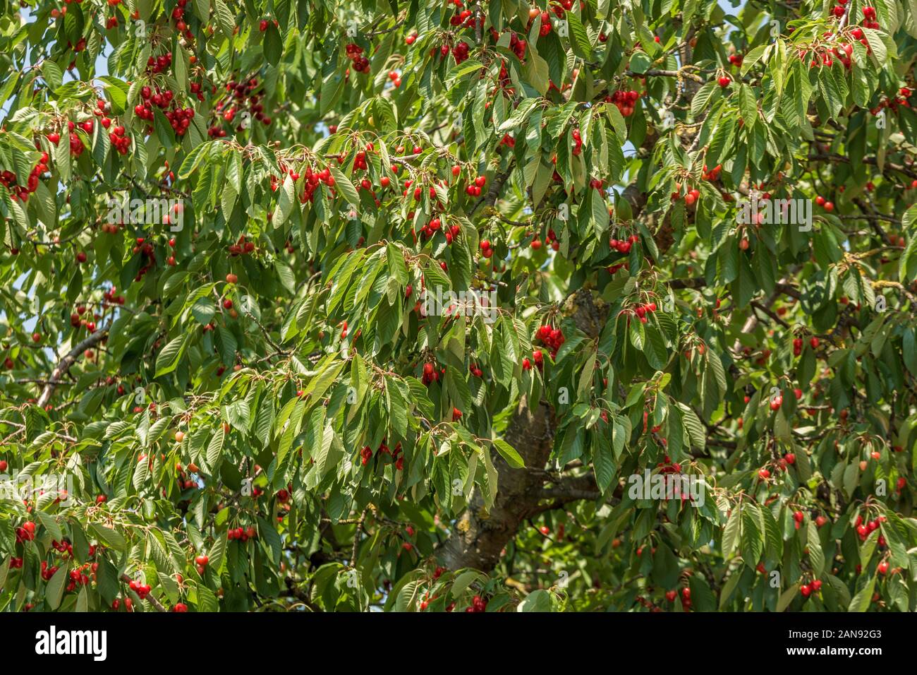 Cerisier plein de cerises mûres rouges Banque D'Images