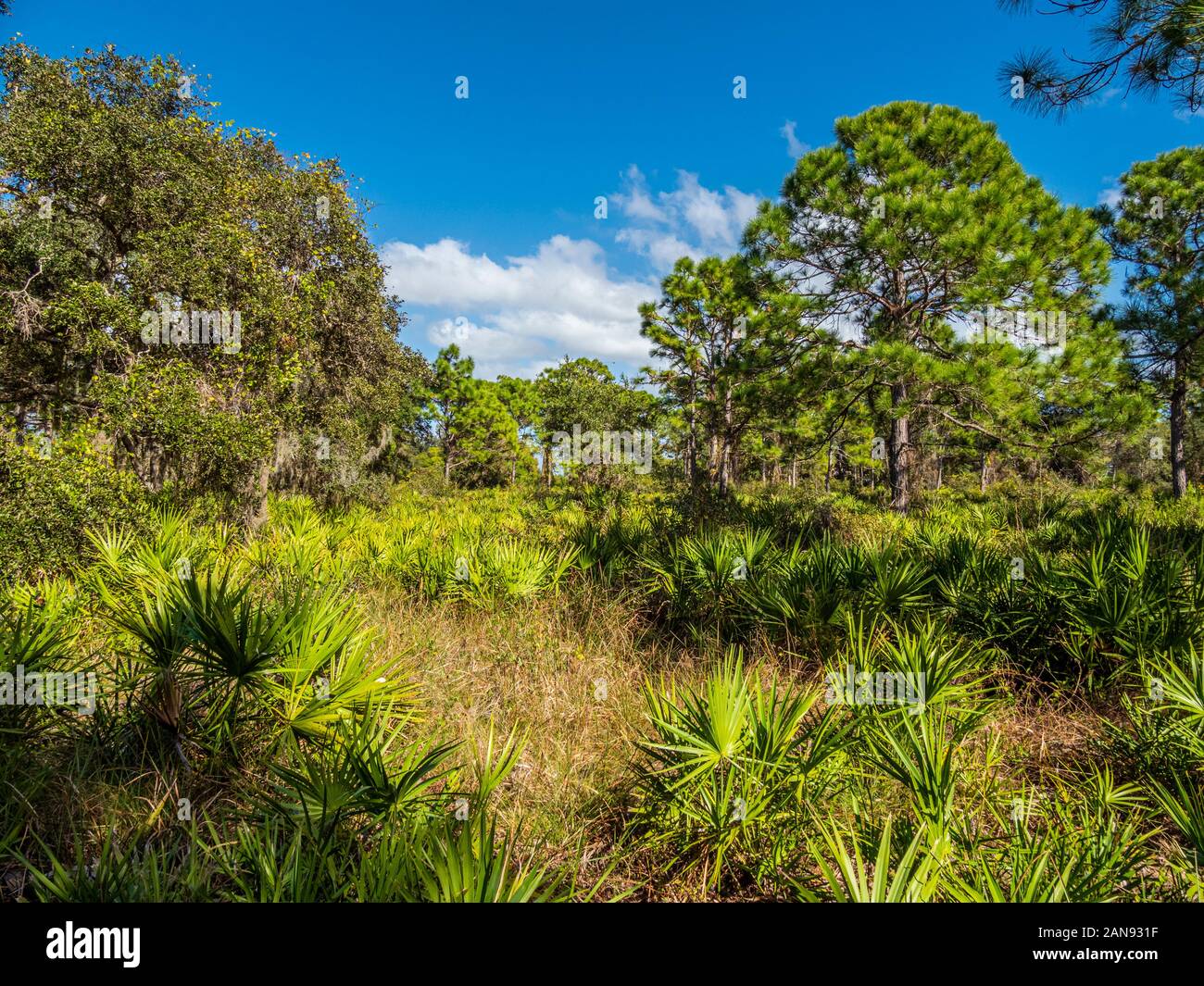 Lemon Bay Park d'Englewood Florida, United States Banque D'Images