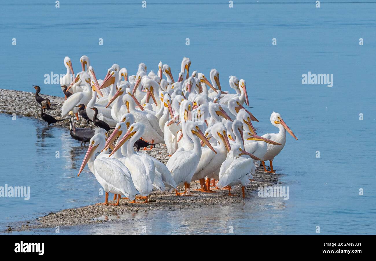 Pélicans blancs sur la barre d'où Gasparilla Sound sur la côte du golfe du Mexique du sud-ouest de la Floride Banque D'Images