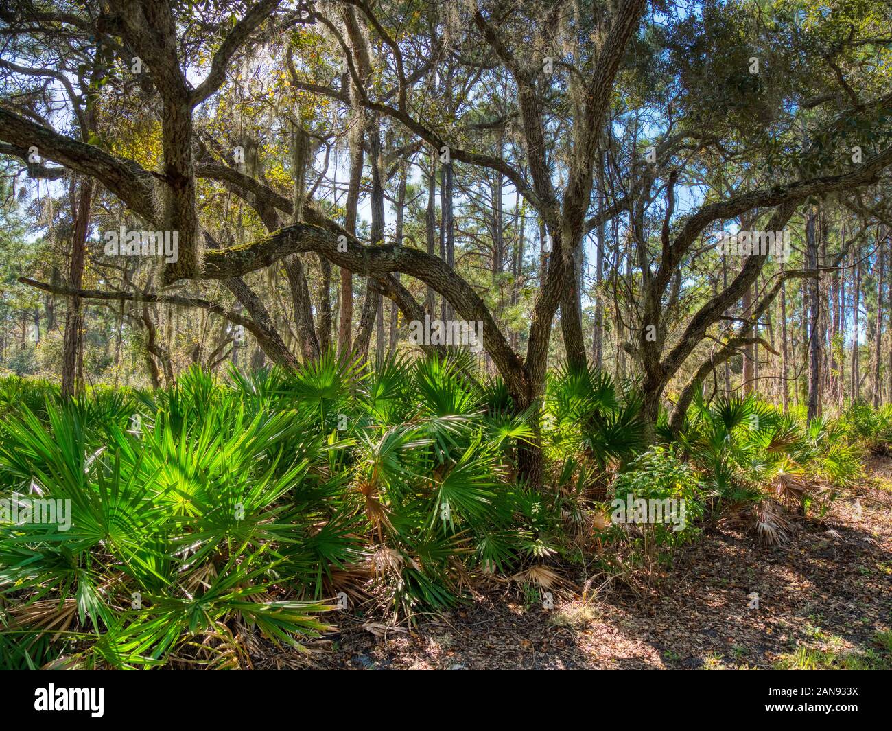 Lemon Bay Park d'Englewood Florida, United States Banque D'Images