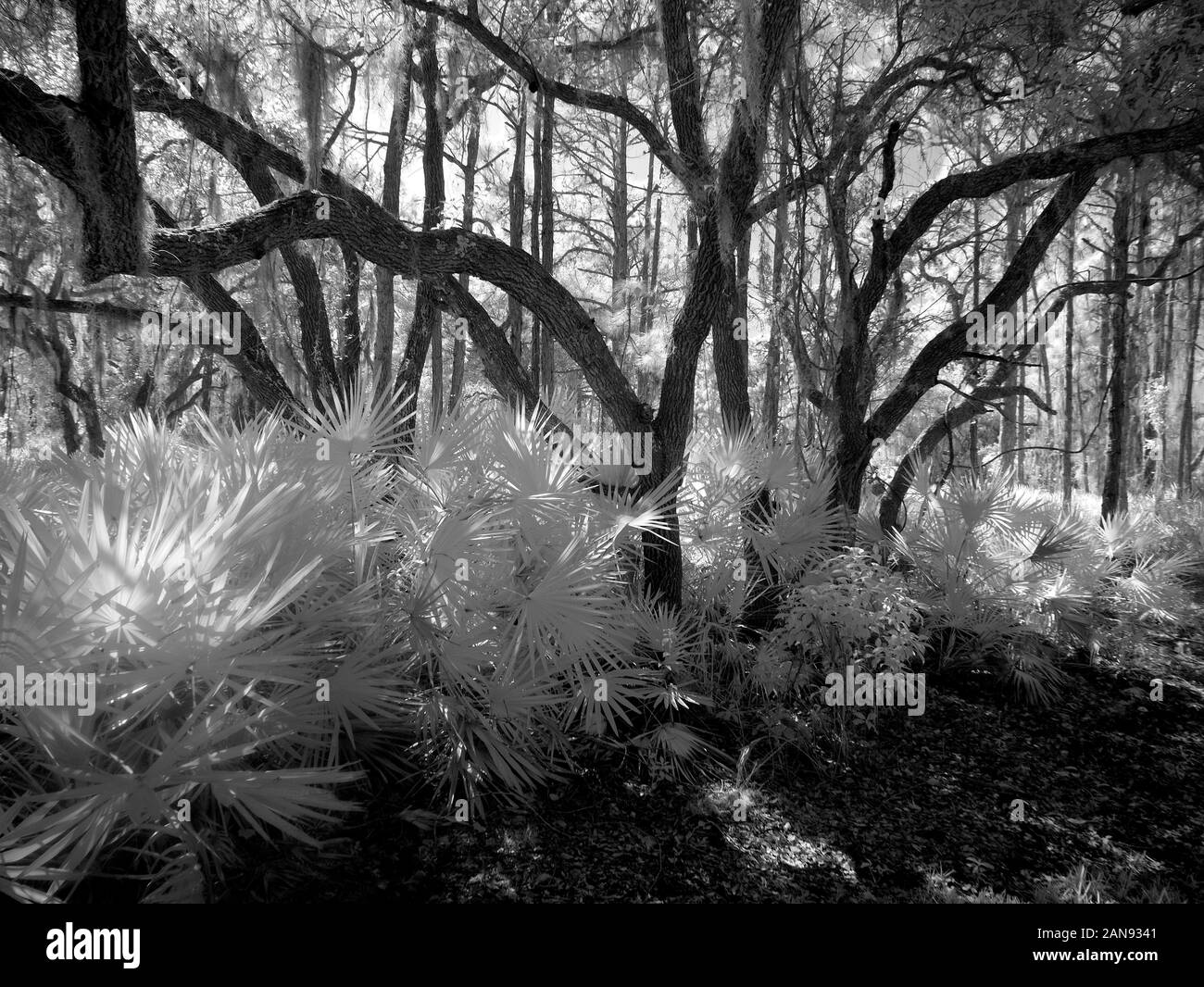 Noir & blanc, rouge infrarouge image prises dans Lemon Bay Park d'Englewood Floride, États-Unis Banque D'Images