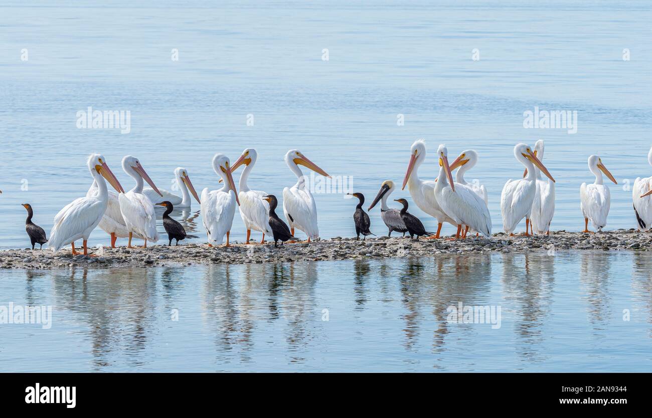 Pélicans blancs sur la barre d'où Gasparilla Sound sur la côte du golfe du Mexique du sud-ouest de la Floride Banque D'Images