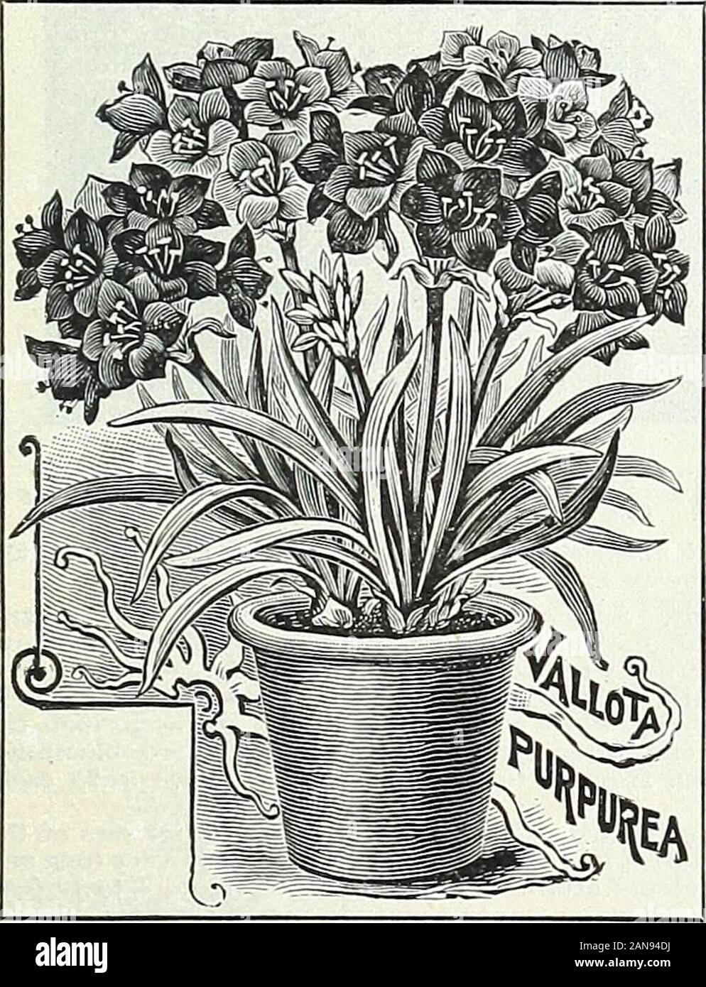 Bulbes, plantes et graines pour les semis d'automne : 1897 . VALLOTA. Purpurea, Scarborough (Lily.) Un précieux gratuitement l'été andautumn bloomer ; couleur, les tons de rouge. Elle fait bien jilanted dans le openground en mai, et quand en bouton peut être retiré et en pot ou forconservatory la décoration de fenêtre, ou il peut être cultivé en pots continu-ment ou bains à remous qu'elle s'améliore avec l'âge. Repottingbut nécessite .rarement et peut être laissé à grandir, s'épanouir et d'augmenter forseveral ans, comme plantswhen bien établi dans la région de fleur sont tout simplement magnifique.Nous ne connaissons pas de plante qui vous donnera le plaisir de cette morecontinued. C'est là une des rares Banque D'Images
