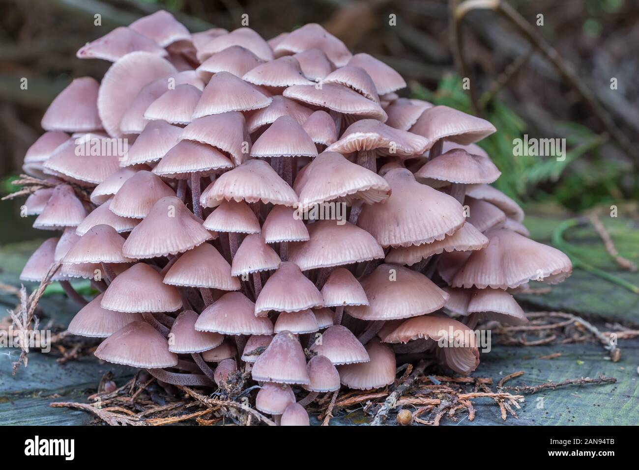 L'éponge de couverture - toxique cru - cuite bon champignon comestible Banque D'Images