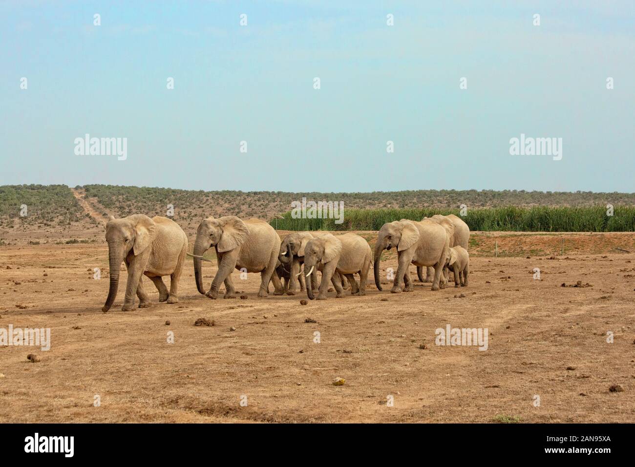 Troupeau d'éléphants africains dans une rangée dans Addo Elephant Park, Afrique du Sud Banque D'Images