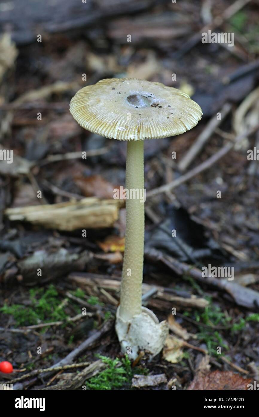 L'Amanita olivaceogrisea, une filature sans anneau gris olive amanita, champignons sauvages de Finlande Banque D'Images