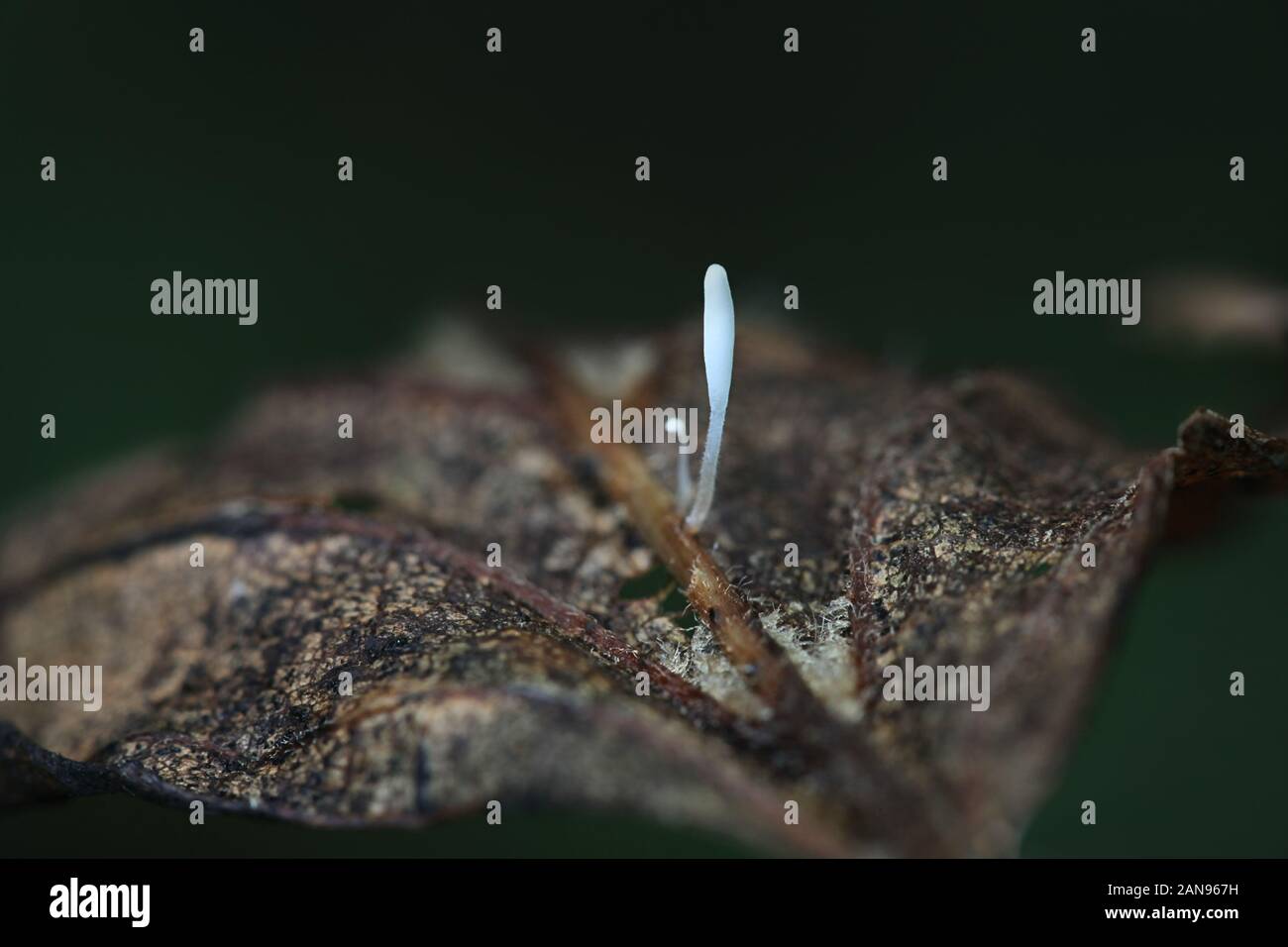 Typula setipes clavarioid avec champignons, pas de nom commun en anglais, champignons sauvages de Finlande Banque D'Images