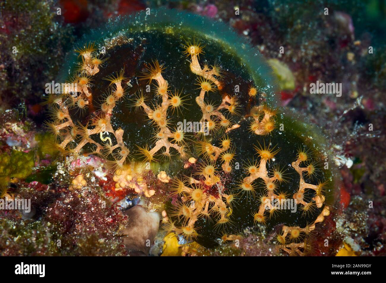 Cluster jaune Parazoanthus axinellae (anémone) sur Codium bursa algue en Parc Naturel de Ses Salines, Formentera (Baléares, mer Méditerranée) Banque D'Images