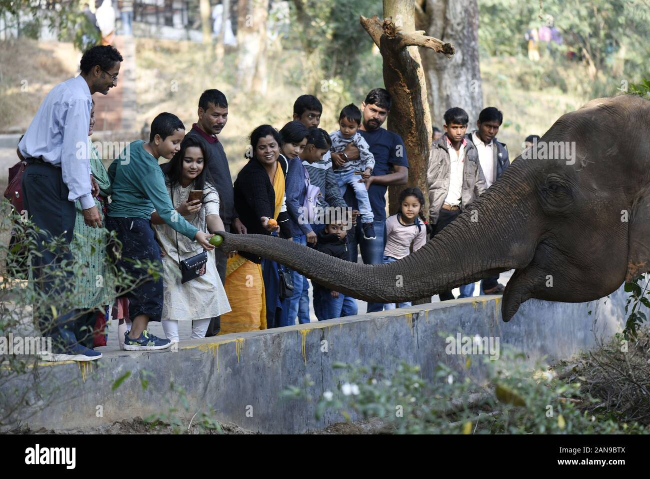 Guwahati, Assam, Inde. 16 janvier, 2020. Visiteurs nourrir un éléphant à l'Assam State Zoo. Crédit : David Talukdar/ZUMA/Alamy Fil Live News Banque D'Images