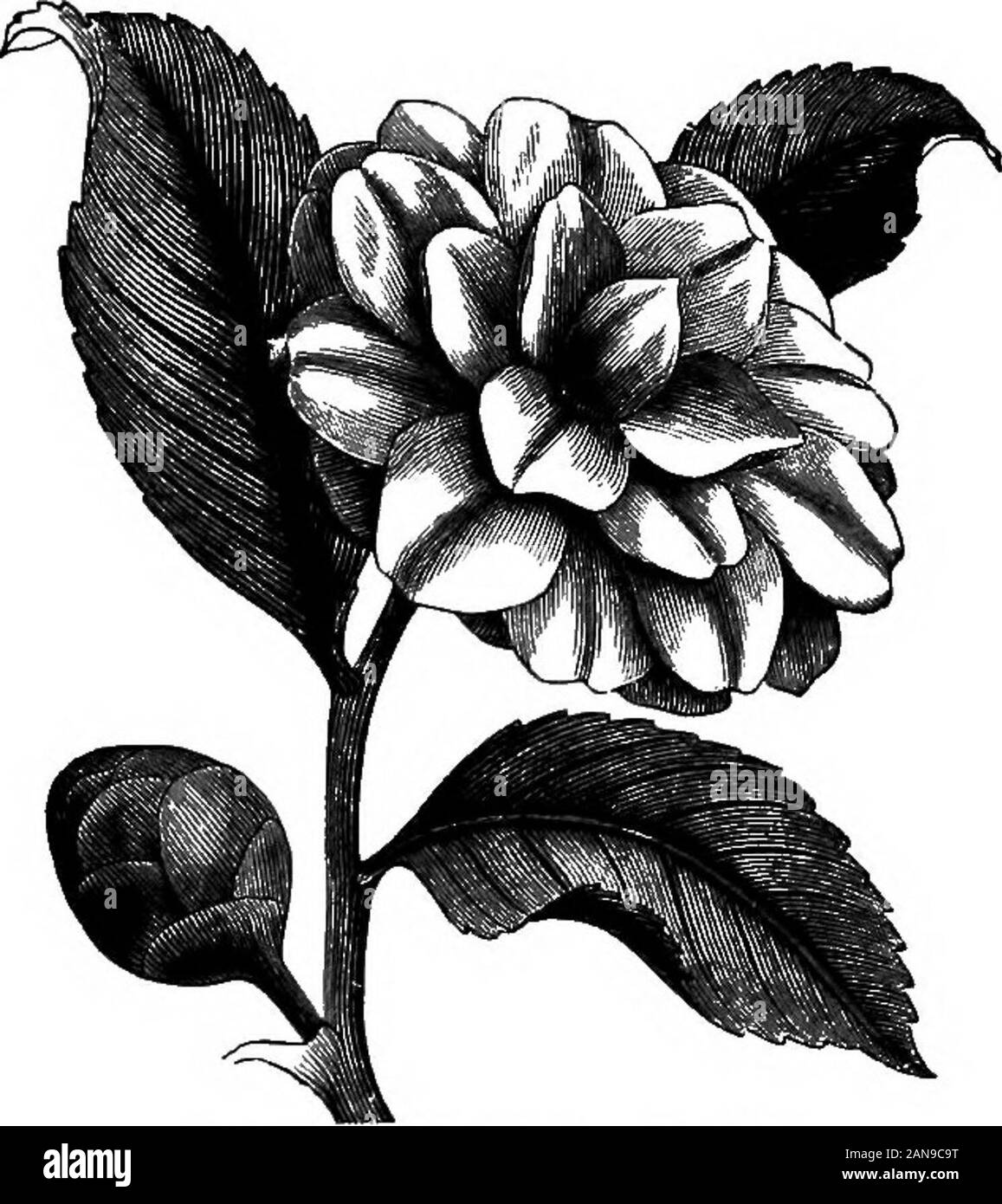 Un dictionaryBeing médical illustré ! un dictionnaire des termes techniques utilisés par les auteurs sur la médecine et les sciences de la garantie, dans le latin, anglais, français et en allemand . ], C. oleifera [Wallioh]. Voir C. drupifera.-c. sasanqua [Thunberg], ch. sesanqna [Thunberg]. . Fea-bldtterige,stumpf Camellie. Un arbre de la Chine et du Japon. Le leavesare parfumé utilisé pour parfumer le thé et comme un substitut tor. Le rendement en graines anoil ressemblant à l'OFL-olive. [B, 180.1-C. thea, ch. theifera GrifBth [].Syn. ; Thea diinensis [Linné] (seu assamica [Maîtres]), Euryaangustifolia [Miquel]. L'usine de thé Banque D'Images