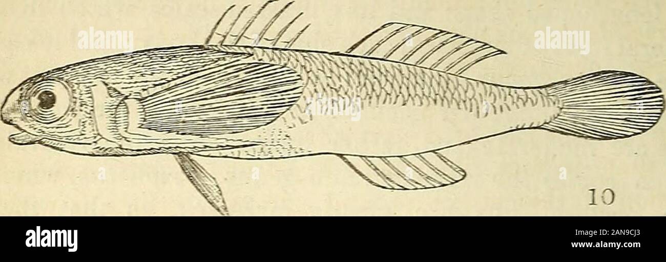 L'histoire naturelle des poissons, amphibiens, reptiles, & monocardian ou animaux . Le genre Dactylophorus especiallycomposed est plus du flying gurnards, ainsi appelé à partir de thefaculty ils sont énoncés à posséder de maintenir l'air themselvesin pendant un court laps de temps, quelque chose comme le poisson volant  ; mais nous devons avouer ne jamais avoir déjà vu thissight pendant près de neuf années passées sur le coastsof divers la Méditerranée, où, comme l'affirment les auteurs, ces flyingfish peut être vu ^ à profusion. La taille immense de leurs pectoraux, certainement pour justifier cette allegedhabit, pour qu'ils dépassent de loin ceux Banque D'Images