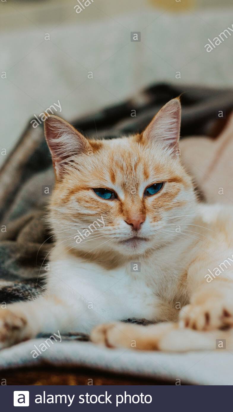 Portrait d'une belle orange bleu-eyed cat Banque D'Images