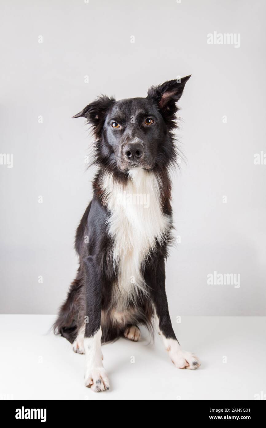 Portrait d'une adorable Border Collie pure race, regardant la caméra isolé sur fond gris. Funny chien noir et blanc, essayez d'être seri Banque D'Images