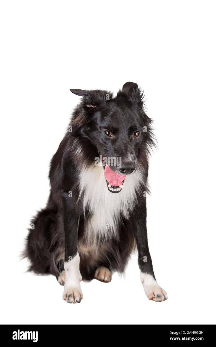 Portrait de chien de race Border Collie fatigué le bâillement isolé sur fond blanc avec l'exemplaire de l'espace. Ennuyer noir et blanc chiot paresseux si pet Banque D'Images