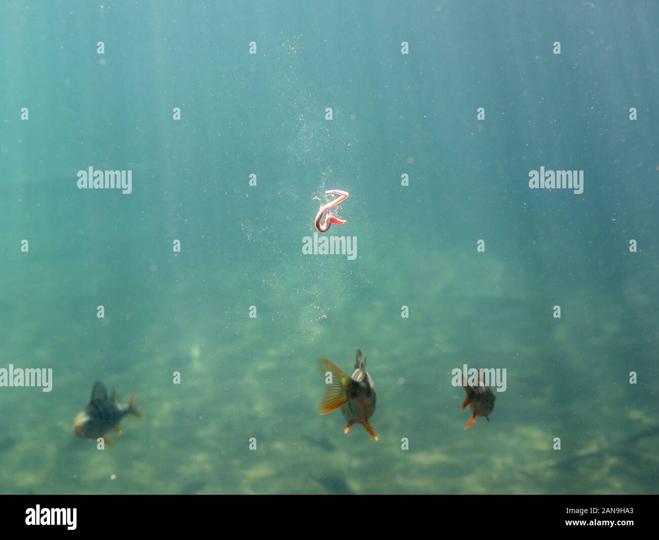 Crochet de pêche et appâts dans l'eau, poissons nager loin Banque D'Images