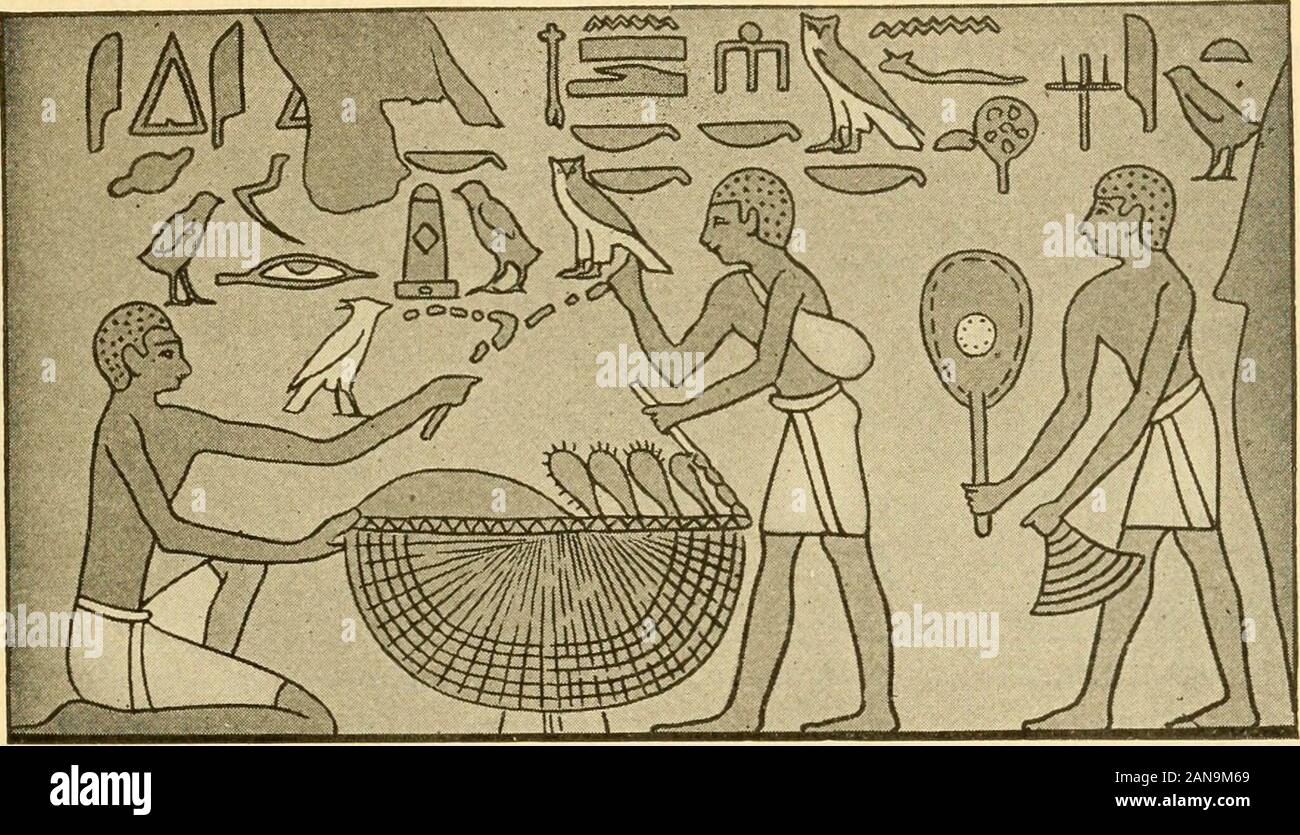L'ancien monde, depuis les premiers temps de l'an 800 . e d'apprivoiser de manière rentable. Nous devons nous rappeler que l'homme hadto apprendre par expérience, à travers des générations de animallife, quels animaux il a payé les meilleurs à domestiquer. La poule a été notknown ; ni le cheval était présent en Égypte jusqu'à une période tardive(§ 29). Même alors, il n'était jamais assez courant d'utiliser des inagriculture ou comme un animal de trait. Au cours de la période de crue ont été nourris à l'étable des bovins sur cloverand la paille de blé. Les monuments photo quelques §191 scènes 29 Commerce lorsqu'une hausse rapide du Nil ont forcé les paysans et leurs troupeaux toremove il Banque D'Images