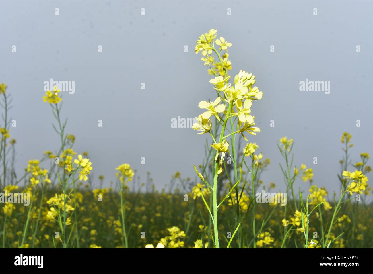 Vista de flor de mostaza en un campo de mostaza de Rajasthan Banque D'Images