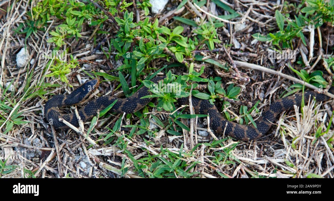 Le sud du serpent d'eau (Nerodia fasciata, pas venimeuse, la faune, les animaux, la nature, de l'équipage Rookery, Naples, FL, Florida, hiver, horizontal Banque D'Images