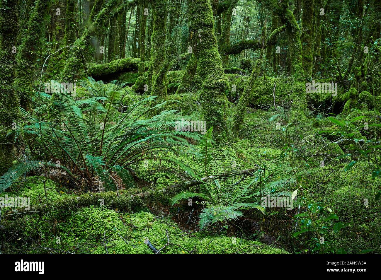 Les Moss couvraient des arbres et une végétation luxuriante dans la forêt pluviale tempérée humide du lac Gunn, promenade naturelle à Fjordland, Nouvelle-Zélande Banque D'Images