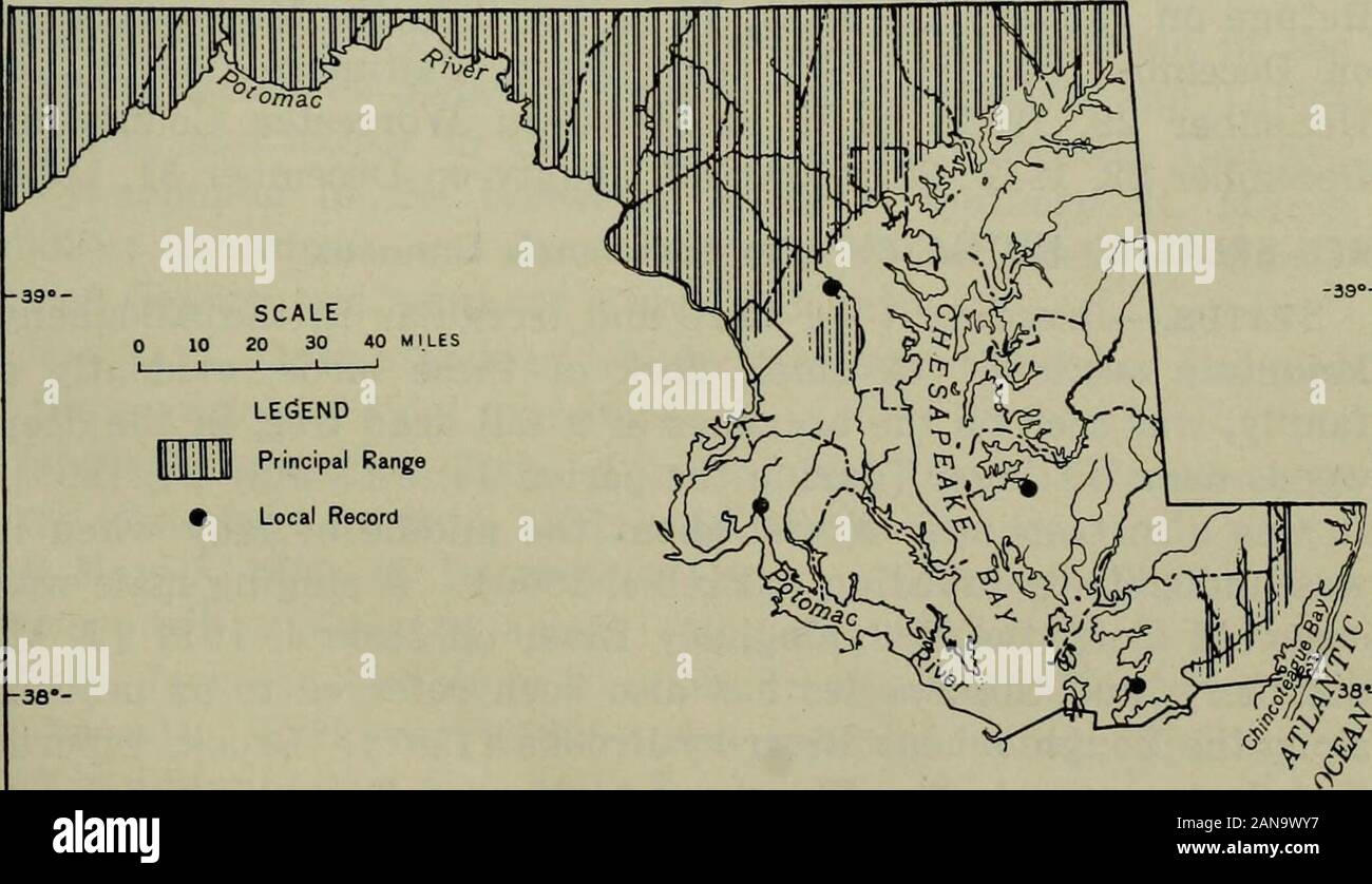 La faune de l'Amérique du Nord . ont des sections ; assez commun locallyin la côte est et côte ouest de sections (la plupart des numerousin le marais le long de la Pocomoke River et ses affluents, et dans le district de sables verts du centre-est de Prince George's County-voir Harper, 1918 ; rare et irrégulière ailleurs) ; rare dans la section de la vallée et de la crête ; rare ou absente dans la partie supérieure de la Chesa-peake section. Transitoire et l'hivernage : Habituellement assez commonin les rubriques, mais variant considérablement en abondance à partir de début année. Habitat.-plaine d'inondation et des forêts marécageuses et humides ; deciduousforest sur les hautes terres types. L'imbrication Banque D'Images