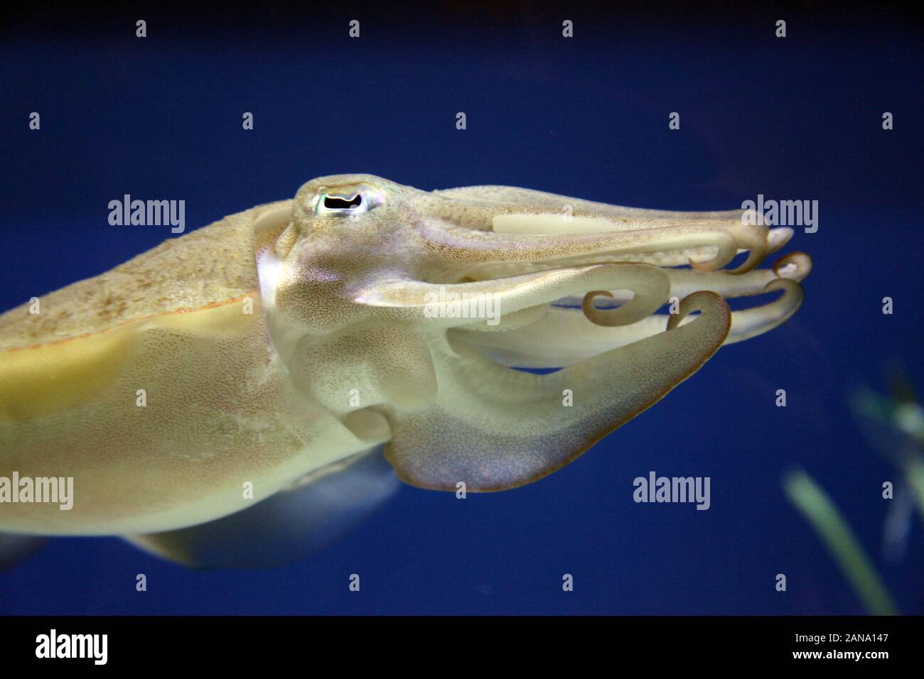 Seiche Banque D'Images