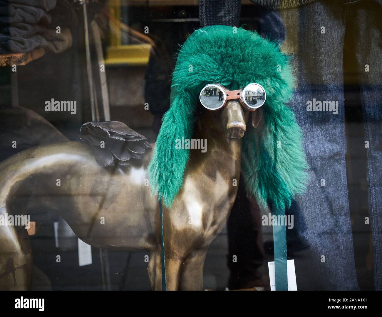 Chien greyhound en bronze portant des lunettes de neige et un chapeau de fourrure verte dans une vitrine de magasins à Bath Somerset UK Banque D'Images