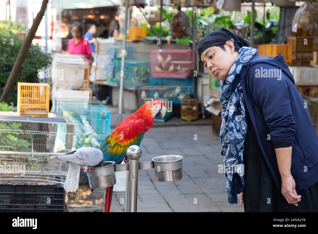 Marché asiatique des oiseaux; une femme qui regarde un oiseau macaw à vendre, marché des oiseaux de Hong Kong, Kowloon Hong Kong Asie; exemple de style de vie asiatique Banque D'Images