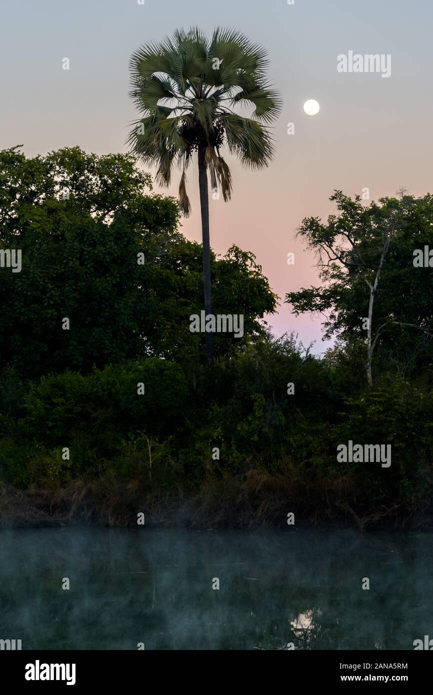Tôt le matin le long de la rivière Maramba, avec lune et palmier Banque D'Images