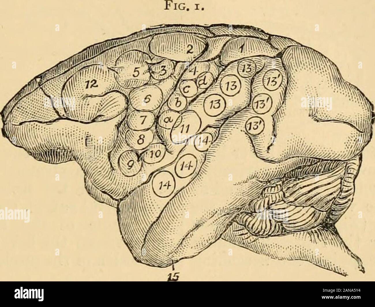 Un dictionnaire de médecine psychologique de donner la définition,  étymologie et synonymes des termes utilisés dans la psychologie médicale,  avec les symptômes, le traitement, et la pathologie de la folie et la