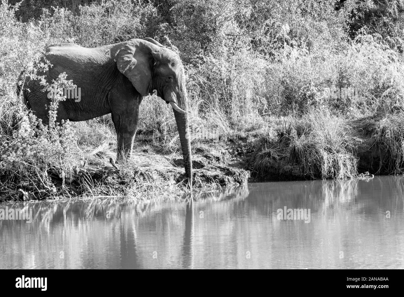 Des éléphants ont fait mousser dans la rivière Maramba près de Livingston en Zambie Banque D'Images