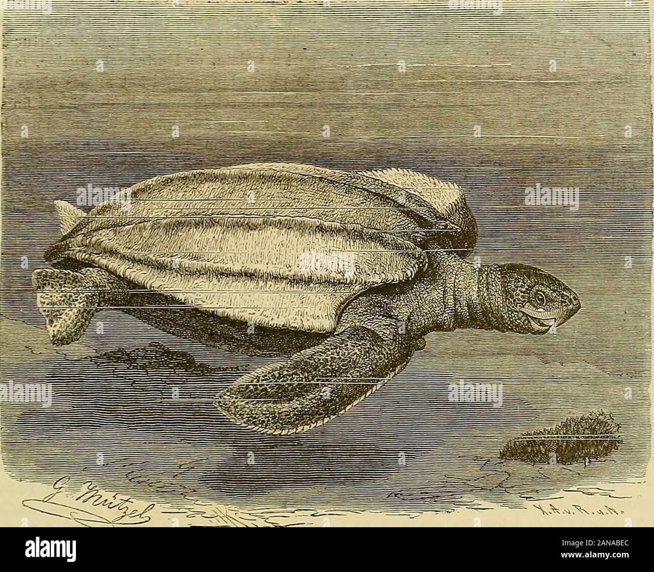 Merveilles de la nature : l'homme et les animaux, la description populaire des races humaines et du règne animal . dun brun sombre, tacheté debrun clair ou de jaunâtre ; la tête est brune  ; les membres sont noirâtres, bordés de jaune, cequi est aussi la couleur de la gorge et des mâ-choires (flg. 122). Le luth est une des tortues pouvant arriverà la plus grande taille ; elle dépasse souvent 2 mètres de longueur et peut peser jusquà 600 kilogrammes. Distribution géographique. - Bien quecette espèce ait été observée en divers pointsde la mer Rouge et de locéan Indien, elle pa-raît être plus particuli Banque D'Images