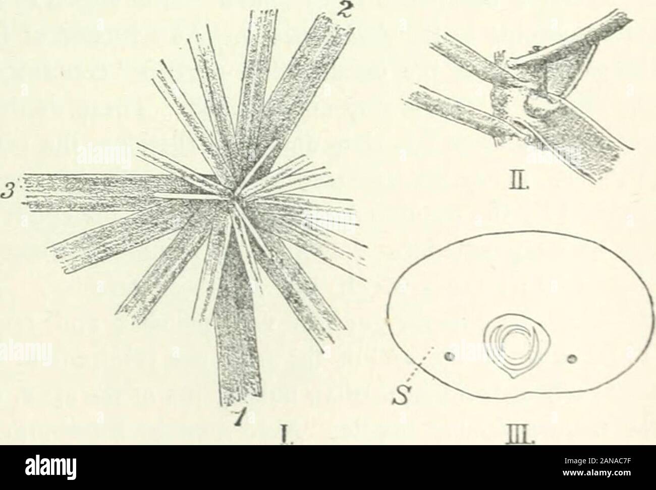 Organography de plantes, en particulier de l'archegoniatae et spermaphyta . Fig. 298. Cyperus alternifolius. Bud investis par kataphylls illustré dans la section transversale. Le tristichousarrangement des feuilles est évidente mais est déjà quelque peu déformée dans les inférieures. peut être facilement observée dans Gentiana acaulis, par exemple, que le nombre des paires de ofleaf à la base est très petite, j'ai habituellement trouvés ici seulement 4 assimilatingleaves dans la rosette sothat il n'est pas couvrir-ing par les feuilles individuelles.L'espèce d'Gentianawhich forme un plus grand nombre-ber de paires de feuilles, comme Gen-tiana jaunes, Banque D'Images