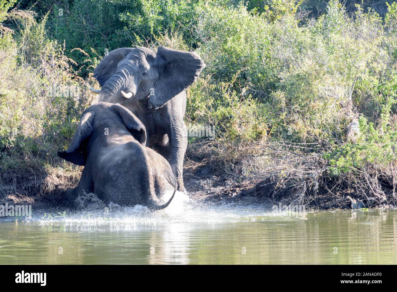 Des éléphants ont fait mousser dans la rivière Maramba près de Livingston en Zambie Banque D'Images