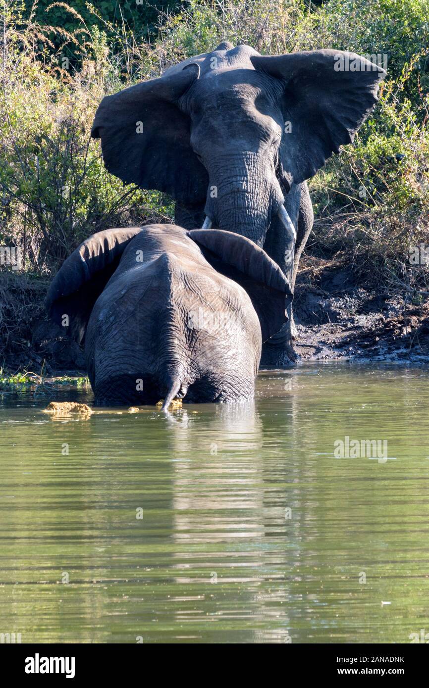 Des éléphants ont fait mousser dans la rivière Maramba près de Livingston en Zambie Banque D'Images