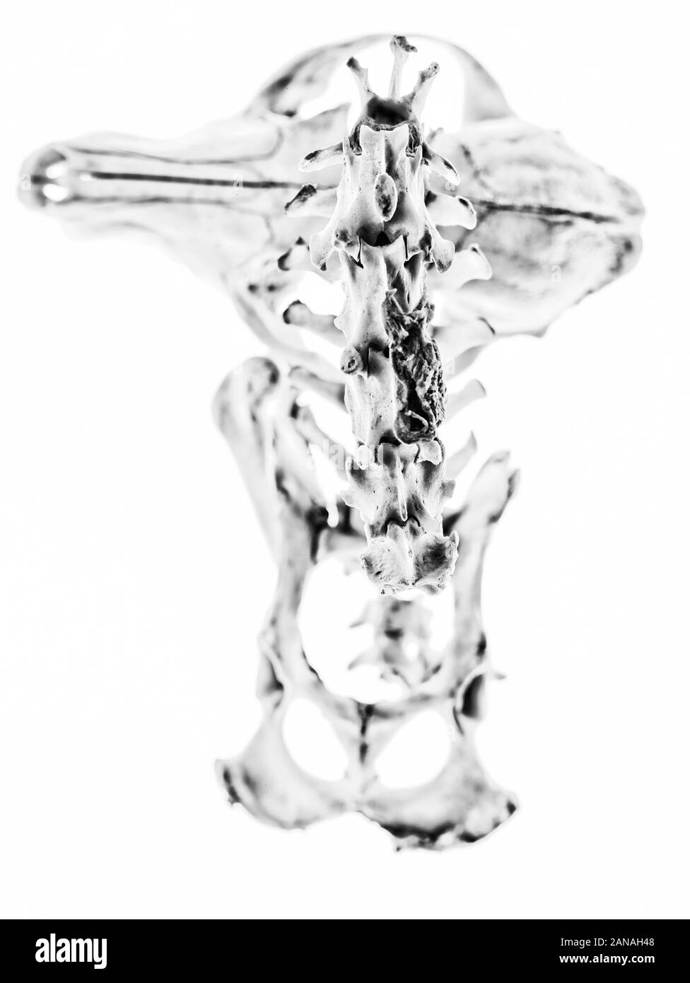 La vie encore du crâne, des os, en faisant allusion à la mort et à d'autres actes défaisants Banque D'Images