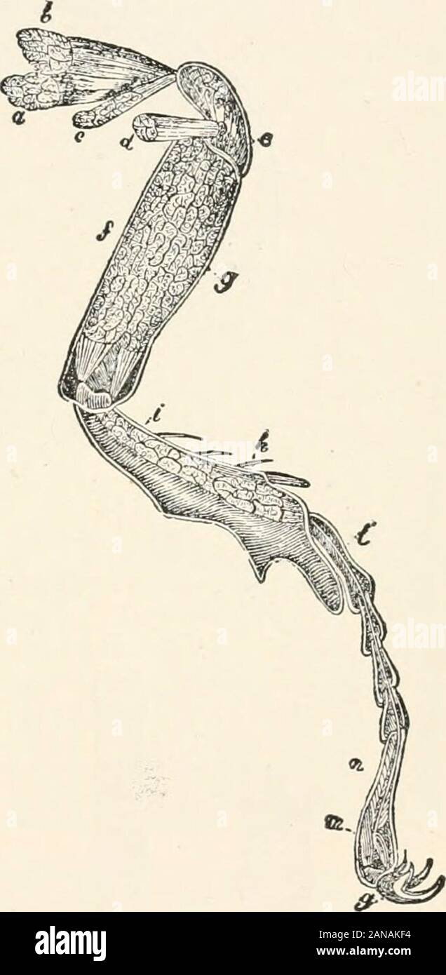 Un texte-livre d'entomologie, y compris l'anatomie, la physiologie, l'embryologie et de métamorphoses d'insectes, pour utilisation dans l'agriculture et les écoles techniques et collèges ainsi que par le groupe de travail de l'entomologiste . Griffe, situé dans la dernière réunion commune.La première de ces, l'appareil extenseur (m), isshort, et occupe le portionof supérieure de la dernière phalange du tarse, et les autres, le flexor (jt), est une bien longerpenniform nearlythe musculaire, qui occupe toute la surface supérieure et sous la partie postérieure de la phalange, andis attaché, comme le long des fléchisseurs, thetarsus à la partie inférieure de la cl Banque D'Images