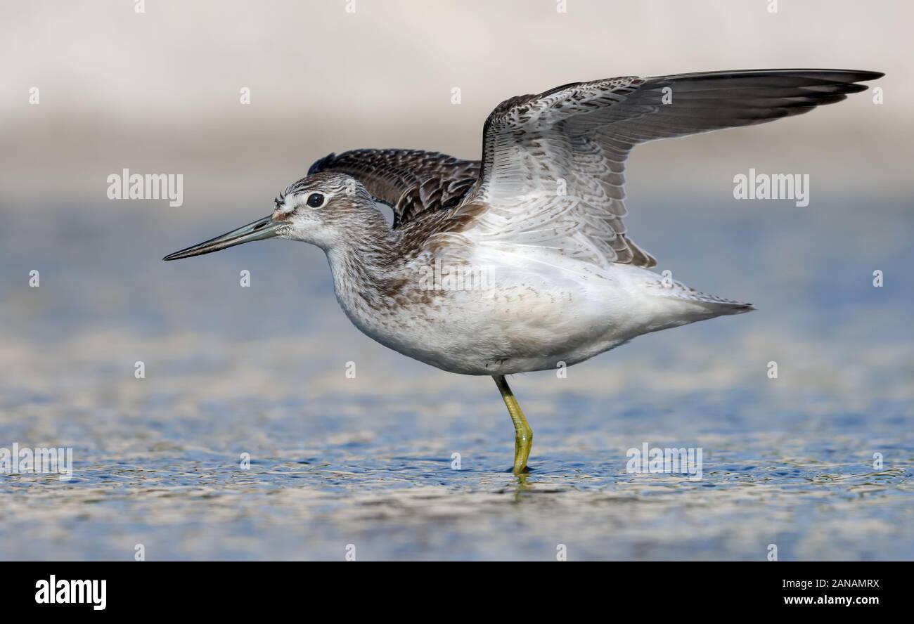 Bergeronnette des posant dans l'eau bleu avec des ailes étirés Banque D'Images
