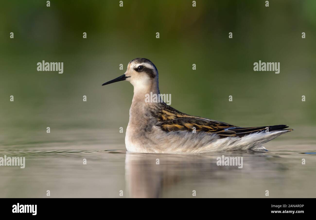 Jeune phalarope à flotte sur surface de l'eau dans la lumière du soir Banque D'Images