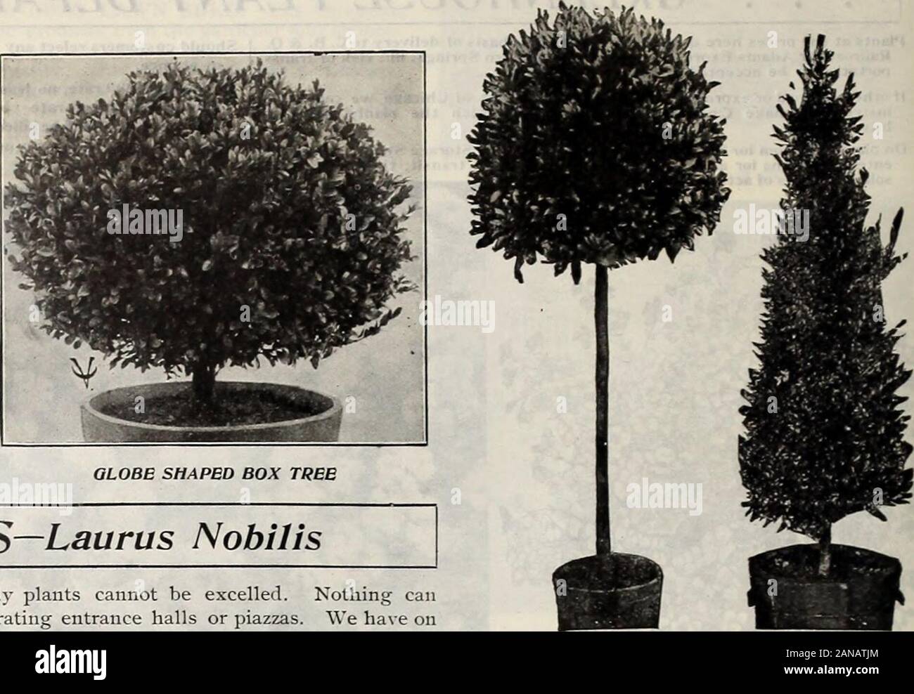 Le livre de Vaughan pour les fleuristes . Boîte STANDARD ARBRE. Les ARBRES Y BA-Laurus nobilis à des fins décoratives ces plantes majestueuses ne peut être distingué. Rien n'canapproach-les comme les plantes efficaces pour la décoration de halls d'entrée ou les places. Nous avons en stock en tout temps un grand stock de plantes cultivées en standard et en forme pyramidale. Arbre standard ou baies en forme- (voir coupe) Couronnes tiges chaque 38-40 en 22- 42-46 au 45-48 en 45-48 en 45- 48 46- 54 dans la région de 46-54 en 24 en $ (S.50 à 24 6,75 7,50 26 à 28 8,00 10,00 de 30 à 34 12,00 15,00 De 40 à tiges en24-30. 7,50$ chaque. NORMES NAIN 24-26 Couronnes pyramidale en Banque D'Images