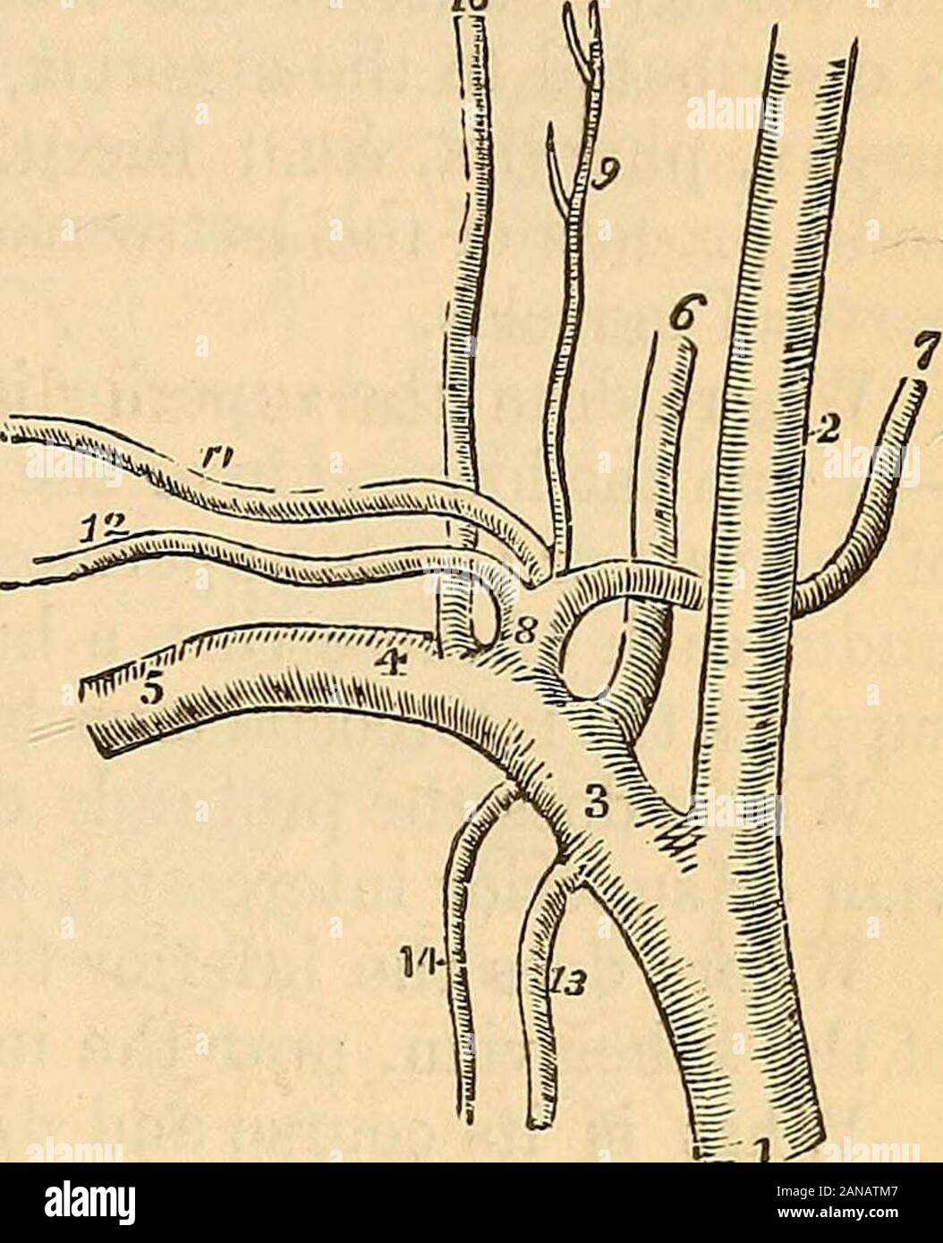 Un manuel d'examens : sur l'anatomie, la physiologie, la chirurgie, la pratique de la médecine, de la chimie, de l'obstétrique, de matière médicale, de pharmacologie et de thérapeutique, particulièrement conçu pour les étudiants de médecine, auquel est ajouté un formulaire médical . heside de la Sella turcica, et par le côté du clynoid-pro cess il perfore la dure-mère. Énumérer les branches de la carotide interne. Il onebranch - envoie l'avant tout comme il perfore la dure-mère, qui accompaniesthe nerf optique, au travers du trou opticum, appelé l'Ophthalmic,qui est distribué sur le contenu de l'orbite ; puis il divi Banque D'Images